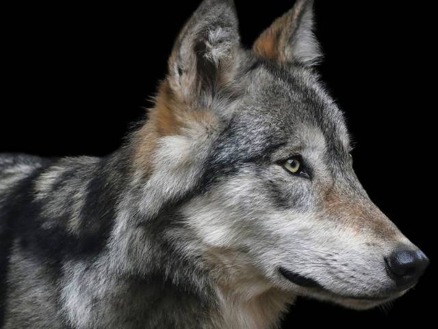 AL LUPO, AL LUPO! IL RITORNO DI QUESTO BELLISSIMO E SELVAGGIO ANIMALE NEI BOSCHI ITALIANI 